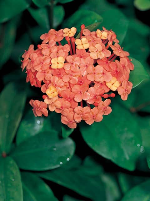 山丹花の画像