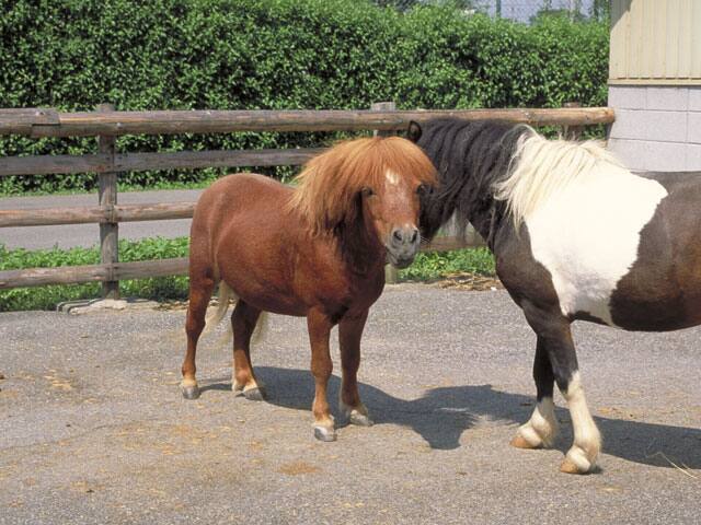 ポニーの画像