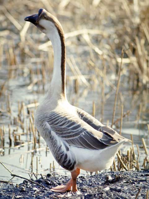 鵝鳥の画像