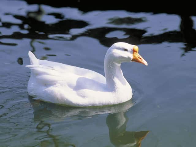 鵝鳥の画像