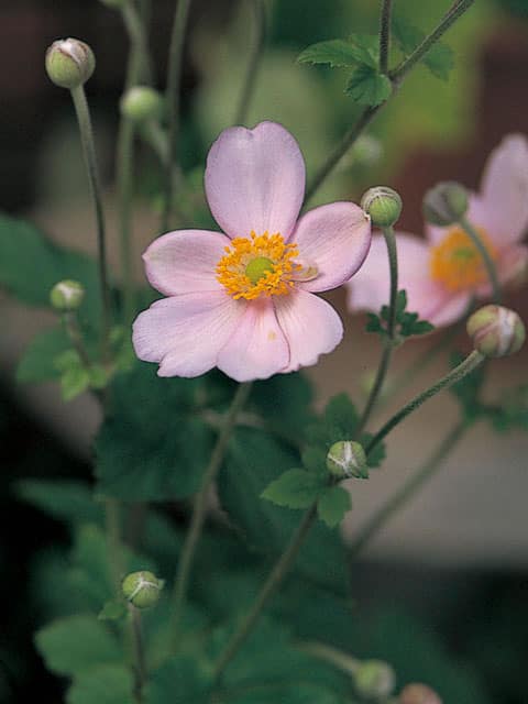 秋明菊／秋冥菊の画像