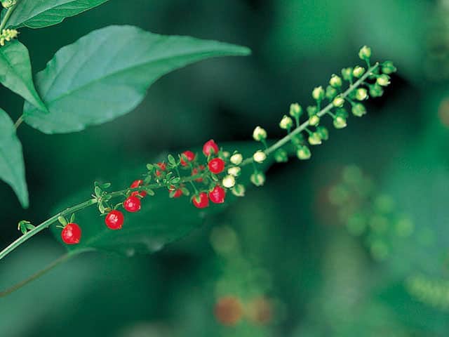 観賞植物の画像