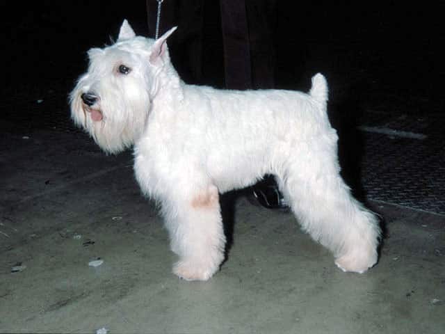 犬／狗の画像