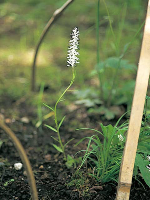 白糸草の画像