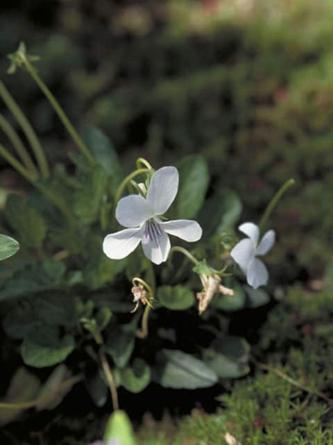 菫の画像