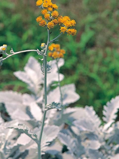 白妙菊の画像