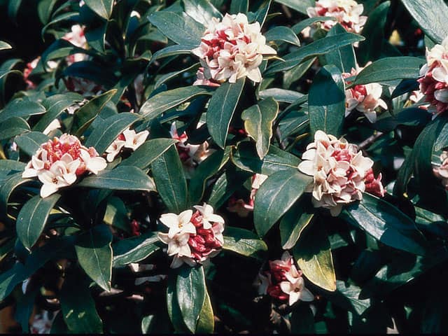 沈丁花の画像