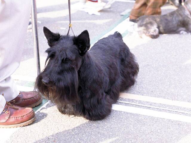 スコッチ‐テリアの画像