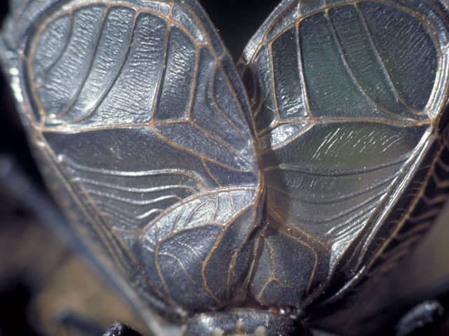鈴虫の画像