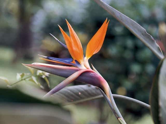 極楽鳥花の画像