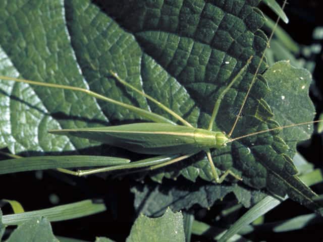 背条露虫の画像