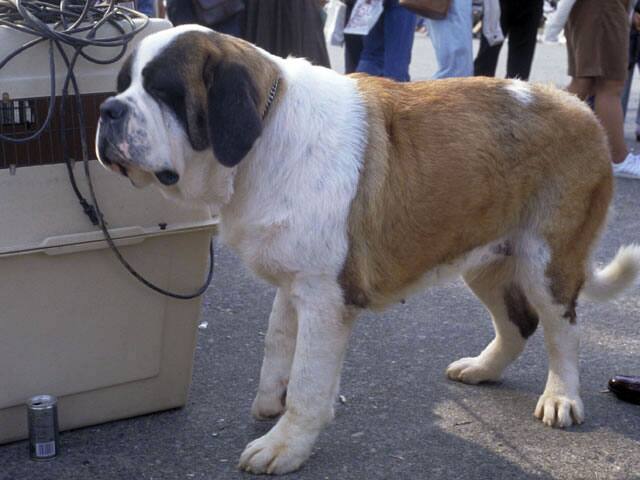 セント‐バーナードの画像