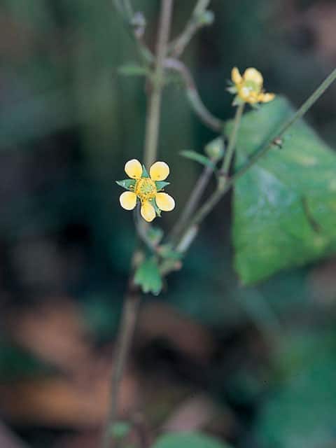 大根草の画像