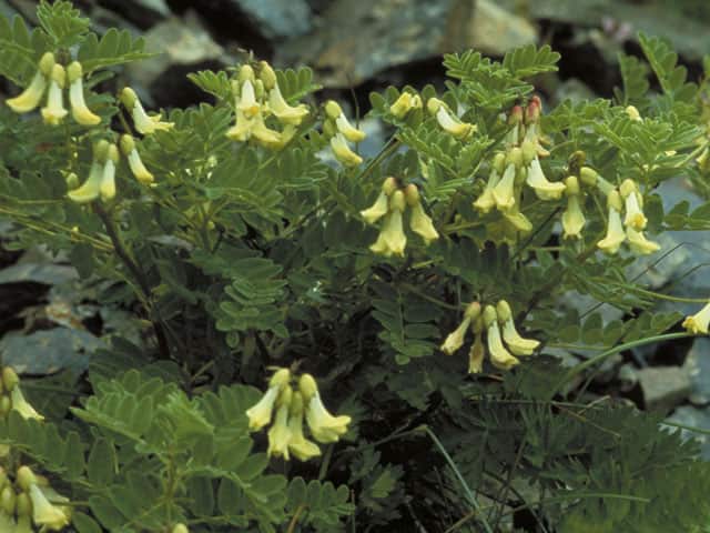 高山植物の画像
