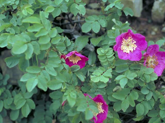 高嶺薔薇の画像