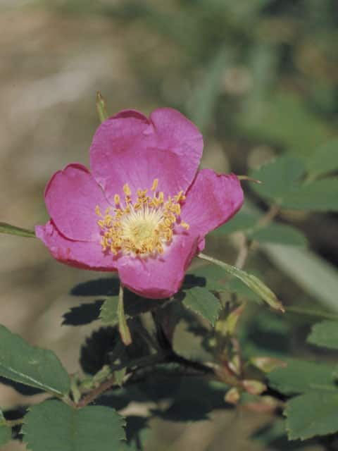 高嶺薔薇の画像
