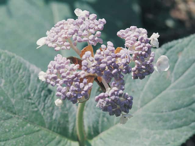 球紫陽花の画像