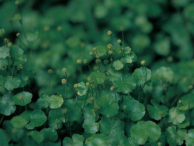 血止草の画像