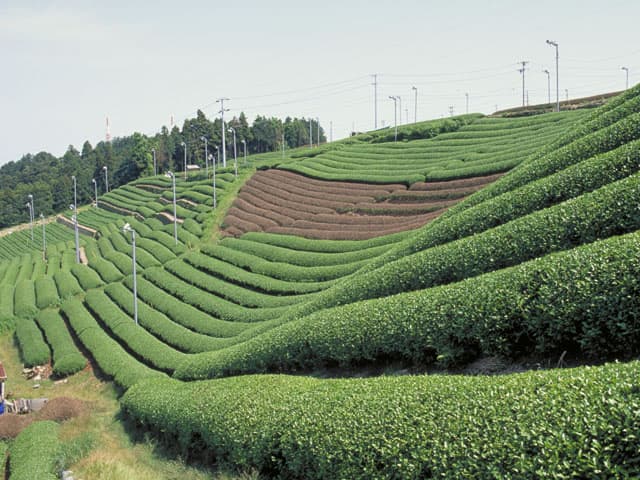 茶畑の画像