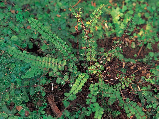 茶筅羊歯の画像