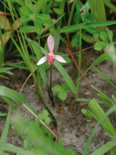 鴇草の画像