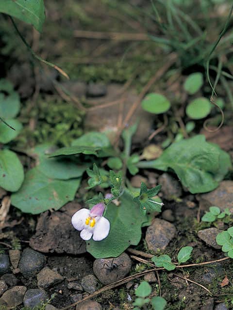 常磐黄櫨の画像