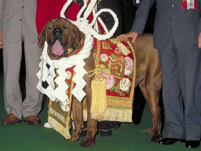 土佐犬の画像