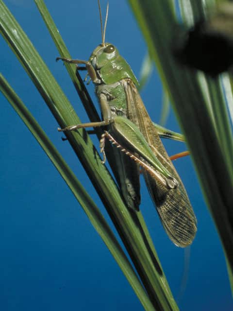 殿様蝗虫の画像