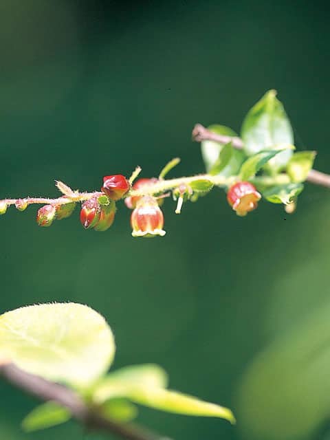 夏黄櫨の画像