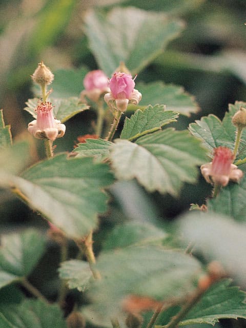 苗代苺の画像