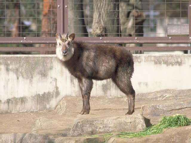 日本氈鹿の画像