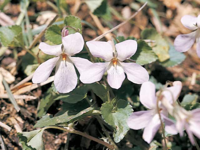 菫の画像