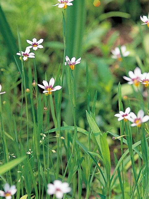 庭石菖の画像