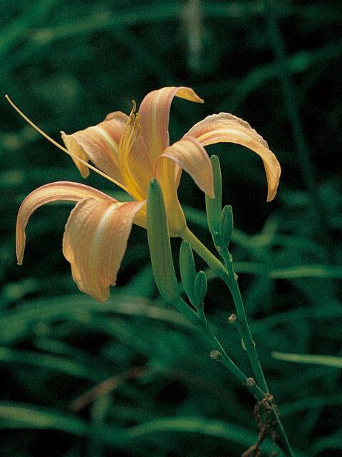 野萱草の画像