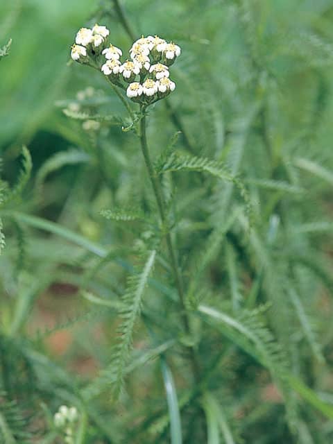 鋸草の画像