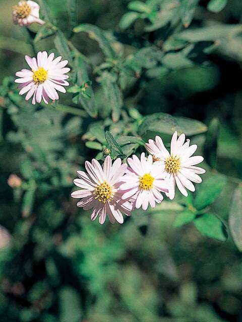 野紺菊の画像