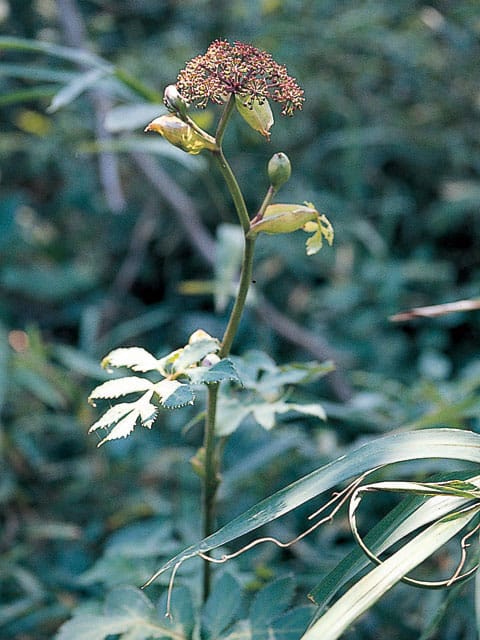 野竹／土当帰の画像