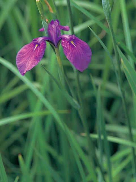 野花菖蒲の画像