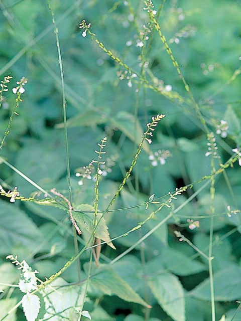 蠅毒草の画像