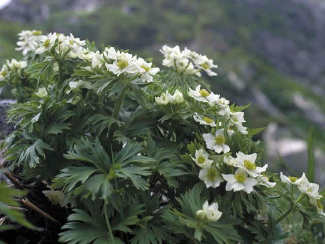 白山一華／白山一花の画像