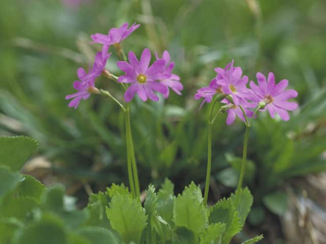 白山小桜の画像