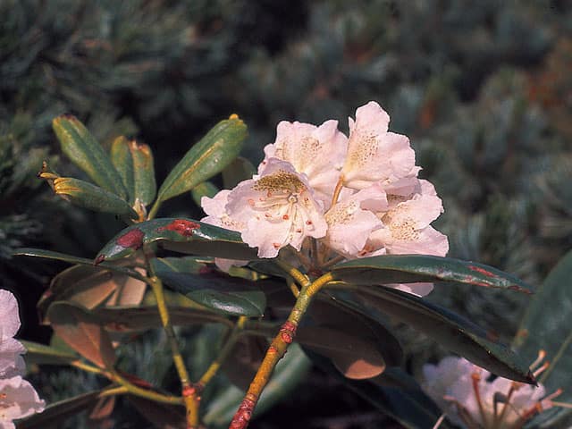 石南花／石楠花の画像