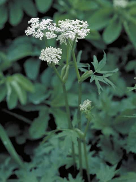 高山植物の画像