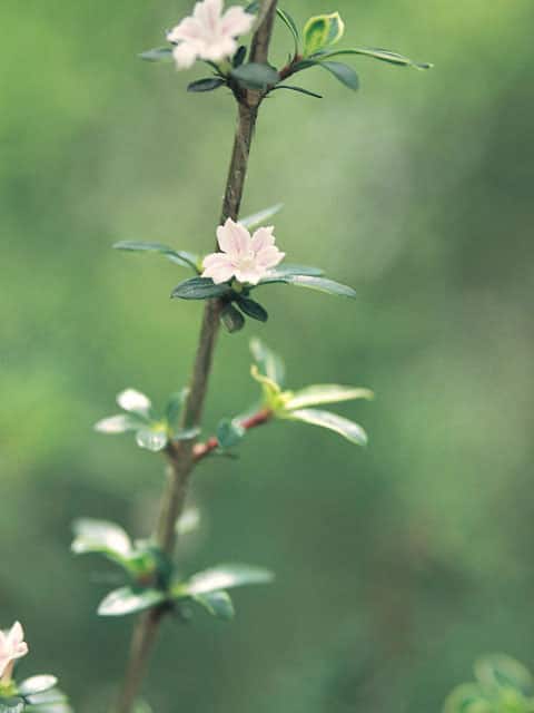 白丁花の画像