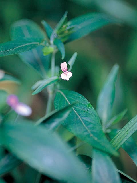 葉黒草の画像