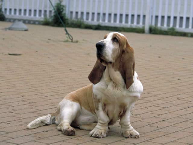 犬／狗の画像