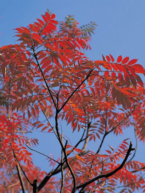 黄櫨／櫨の画像