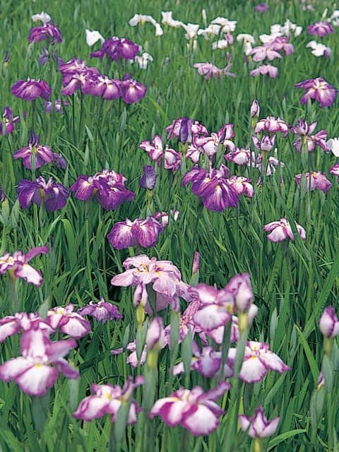花菖蒲の画像
