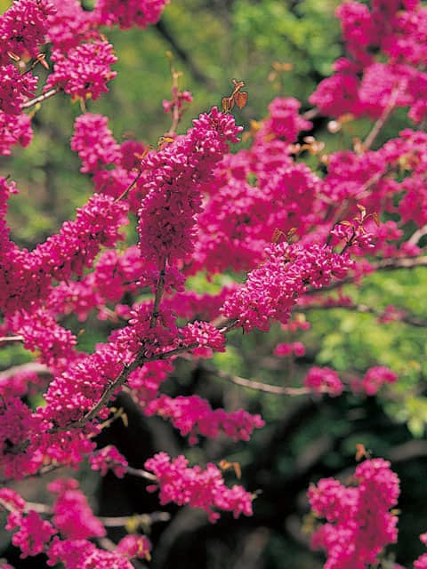 花蘇芳の画像