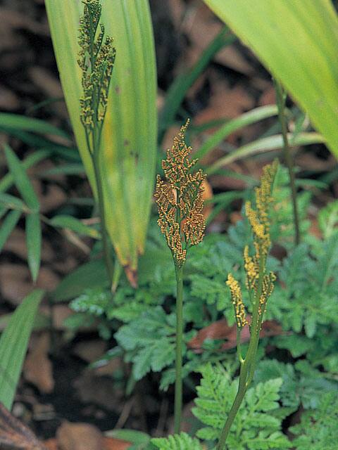 花蕨の画像